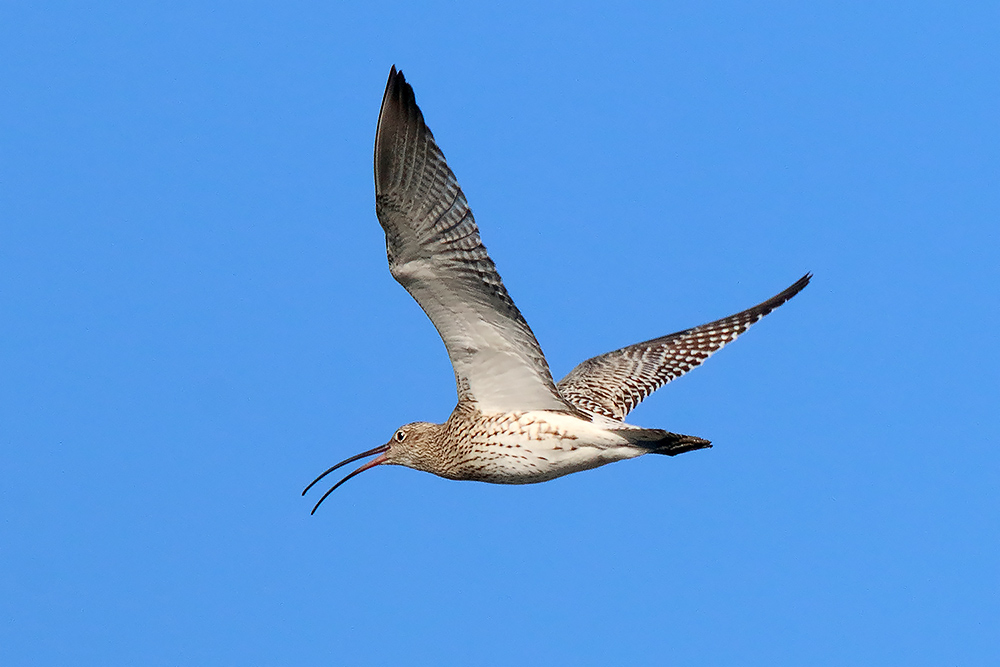 Ad ali spiegate, il sogno di Icaro.